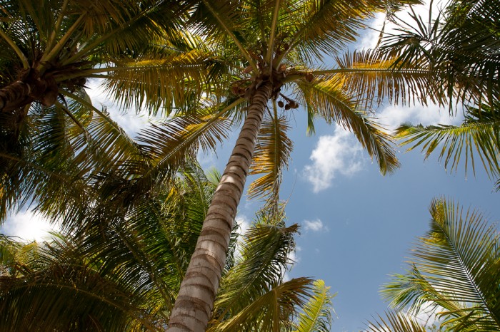 Saona-10