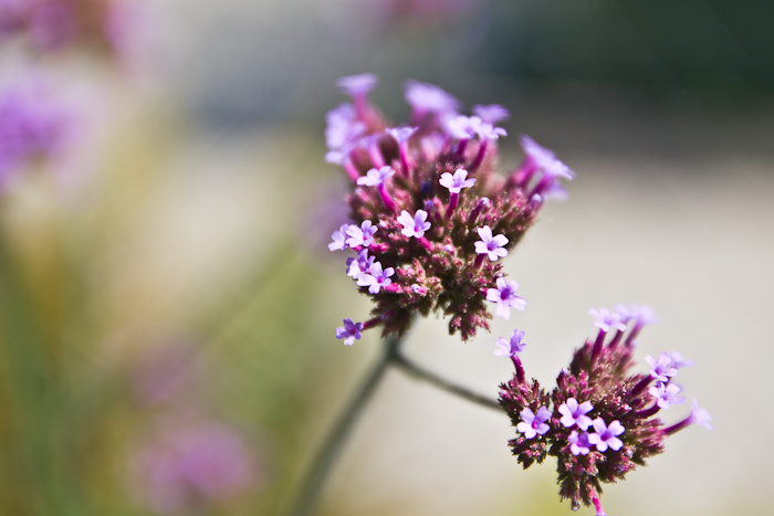 grandmas flowers fashionvictress-10