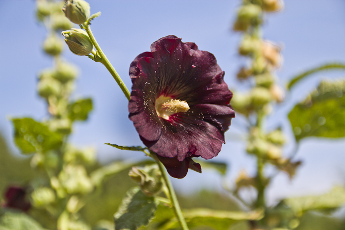 grandmas flowers fashionvictress-16