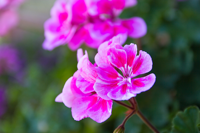grandmas flowers fashionvictress-17