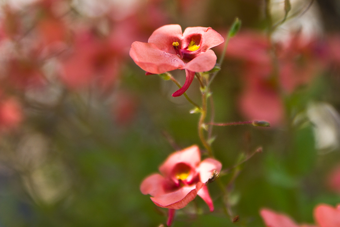 grandmas flowers fashionvictress-18