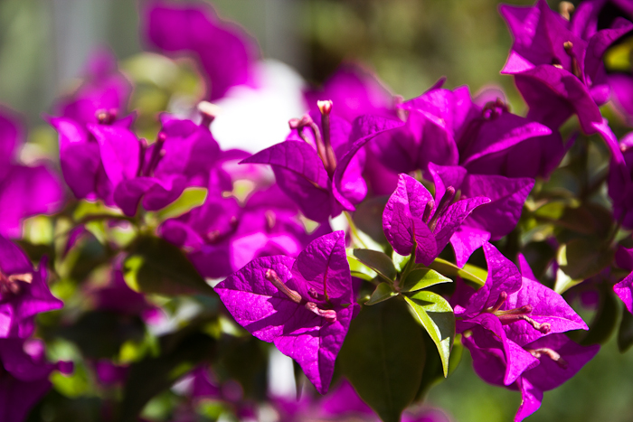 grandmas flowers fashionvictress-2