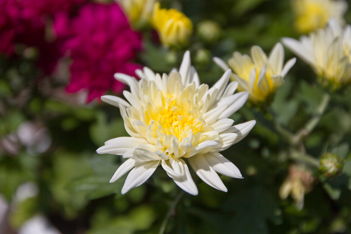 grandmas flowers fashionvictress-25
