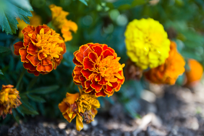 grandmas flowers fashionvictress-7