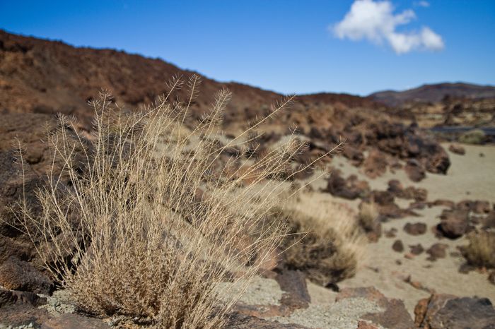 teide fashionvictress 01