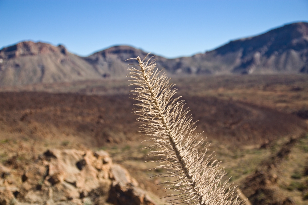 teneriffa_el_teide_seilbahn_wanderung_vulkan_hoechster_berg_spaniens_milchstrasse_05