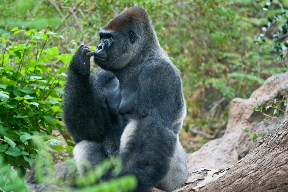 teneriffa_loro_parque_el_must_de_tenerife_puerto_cruz_zoo_02