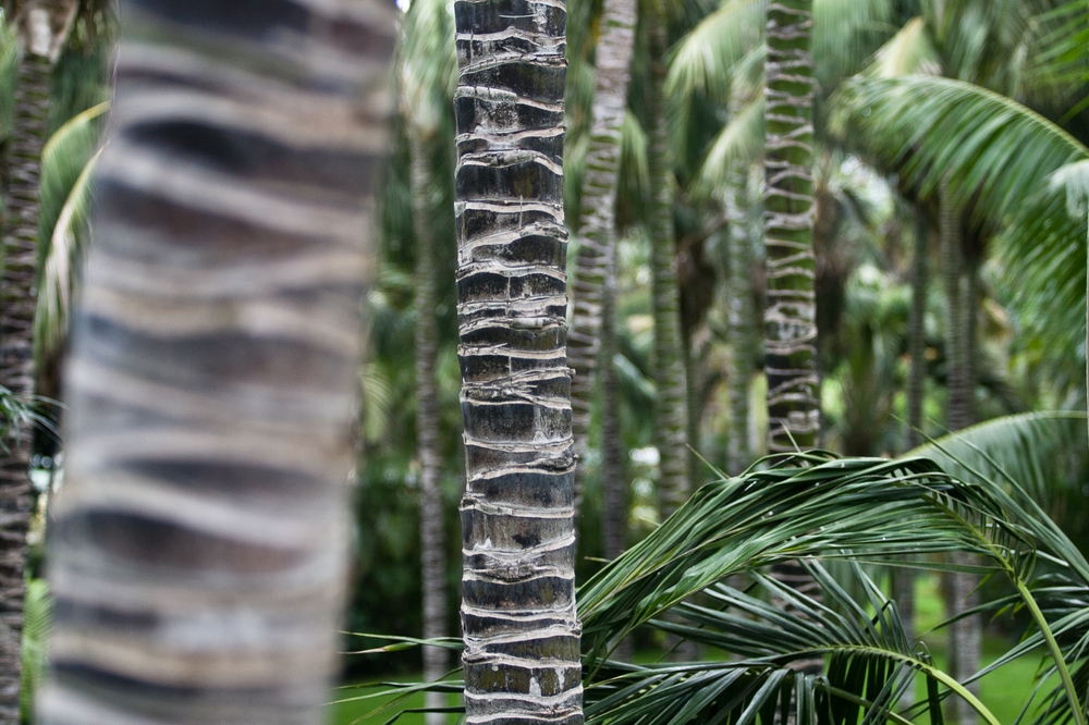 teneriffa_loro_parque_el_must_de_tenerife_puerto_cruz_zoo_03