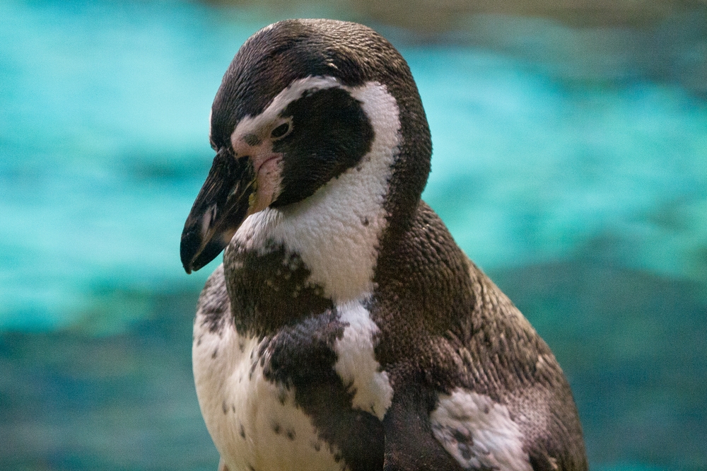 teneriffa_loro_parque_el_must_de_tenerife_puerto_cruz_zoo_04