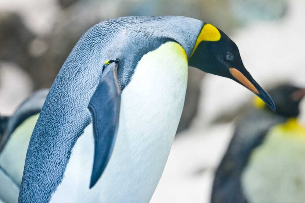 teneriffa_loro_parque_el_must_de_tenerife_puerto_cruz_zoo_05