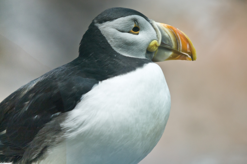 teneriffa_loro_parque_el_must_de_tenerife_puerto_cruz_zoo_06