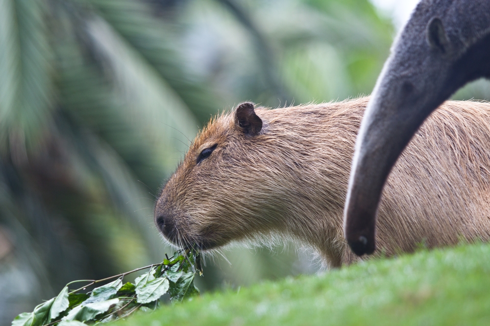 teneriffa_loro_parque_el_must_de_tenerife_puerto_cruz_zoo_09