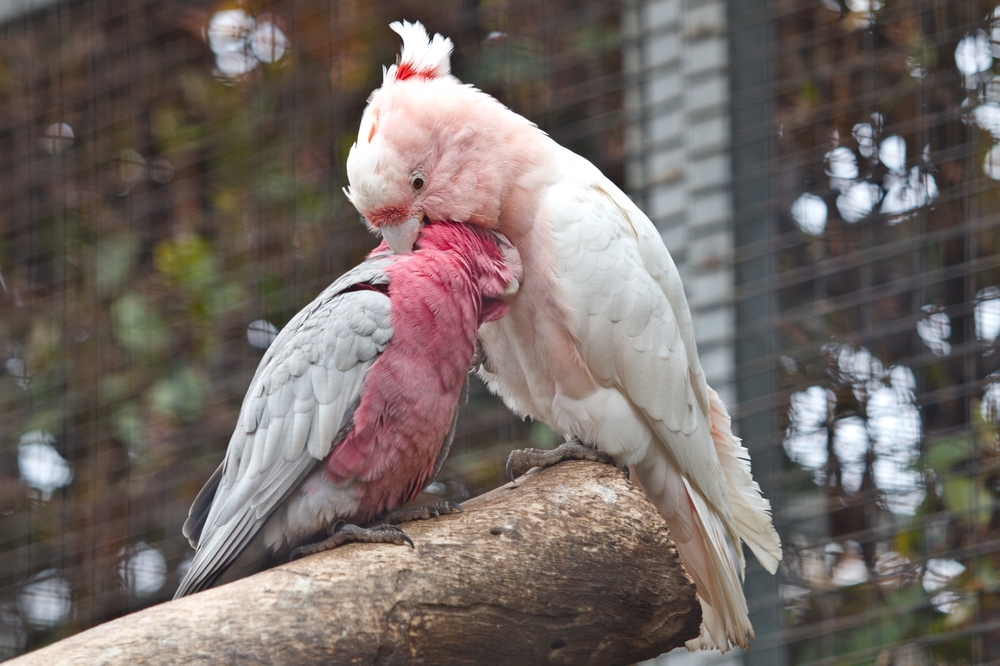 teneriffa_loro_parque_el_must_de_tenerife_puerto_cruz_zoo_10