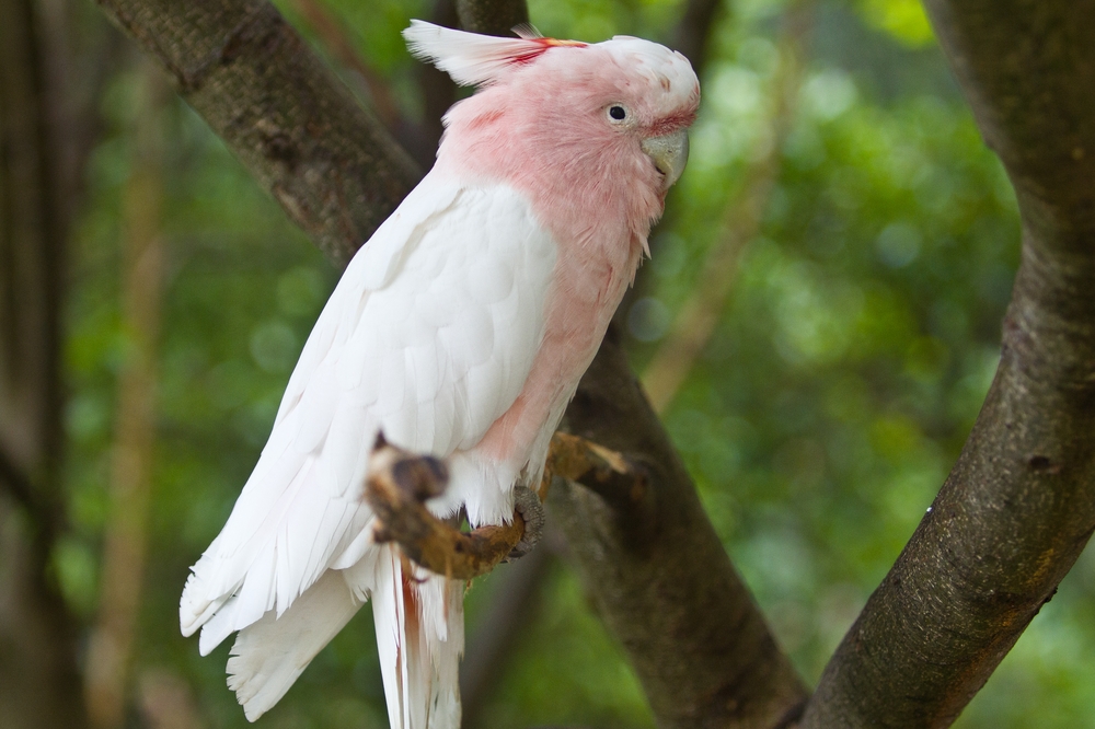 teneriffa_loro_parque_el_must_de_tenerife_puerto_cruz_zoo_12