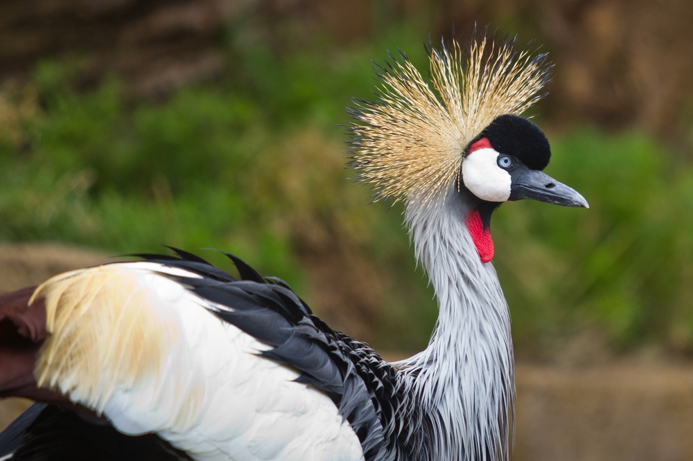 teneriffa_loro_parque_el_must_de_tenerife_puerto_cruz_zoo_14