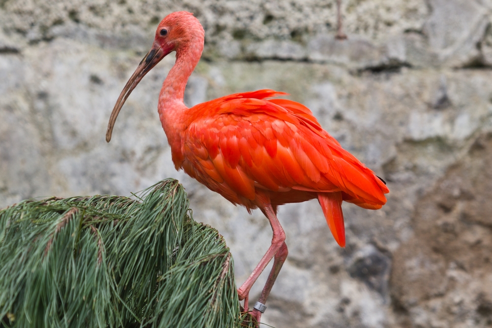 teneriffa_loro_parque_el_must_de_tenerife_puerto_cruz_zoo_15