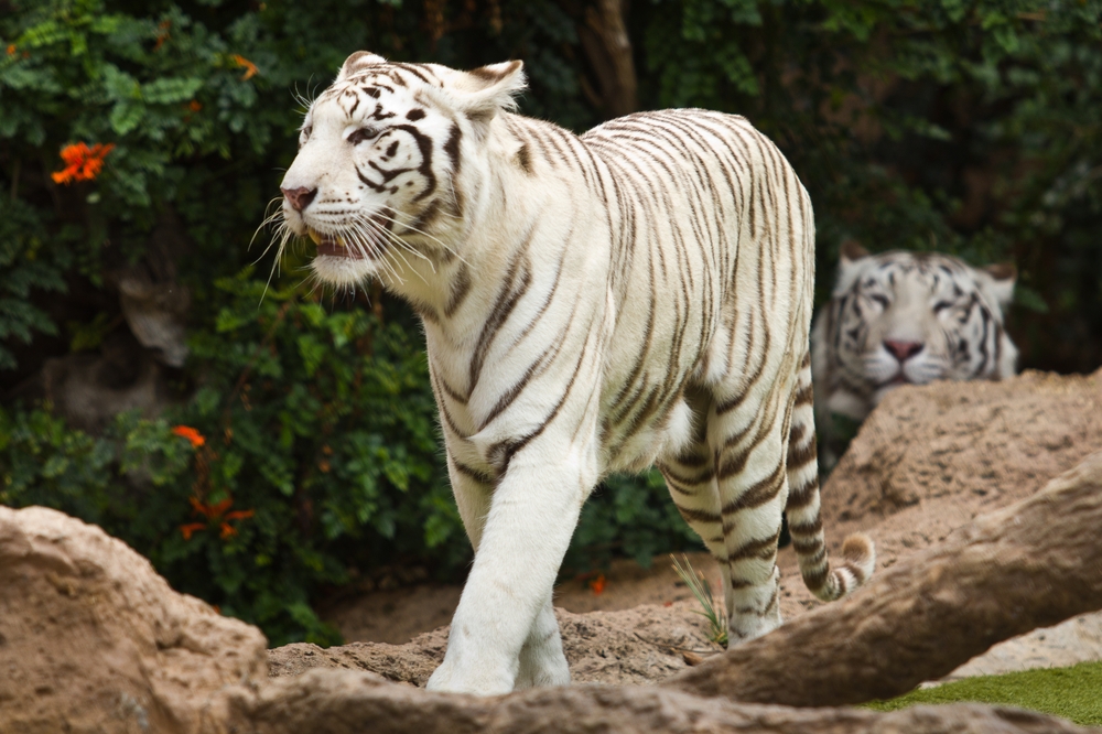 teneriffa_loro_parque_el_must_de_tenerife_puerto_cruz_zoo_16