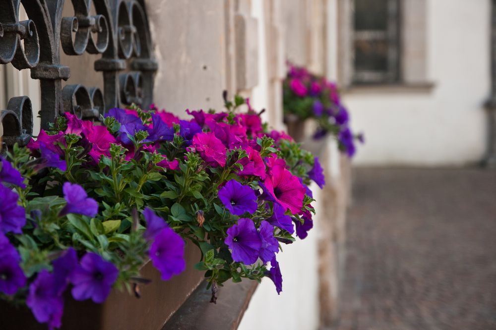 hall_in_tirol_stadtfuehrung_tour_sightseeing_06