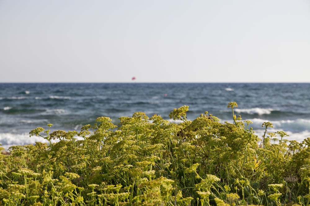 Zypern_Agia-Napa_Strand_07