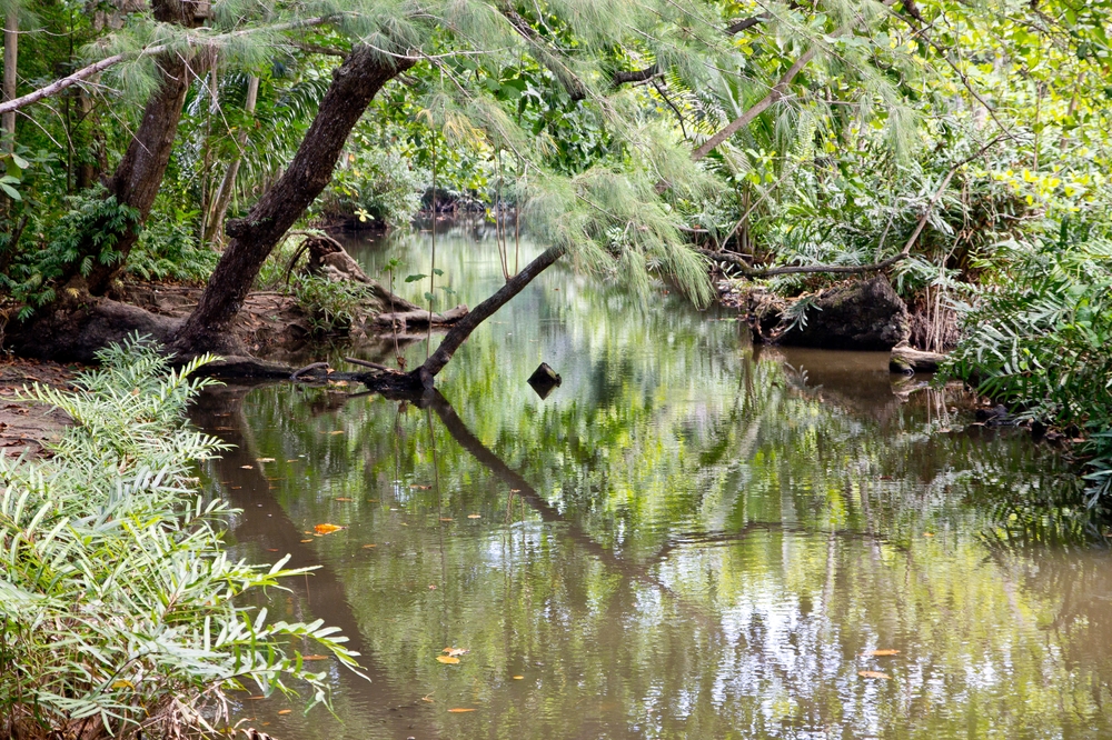 La_Digue_Seychellen_Anse_Source_dArgent_Grand_Anse_Turtles_Vanilla_LUnion_Estate_02