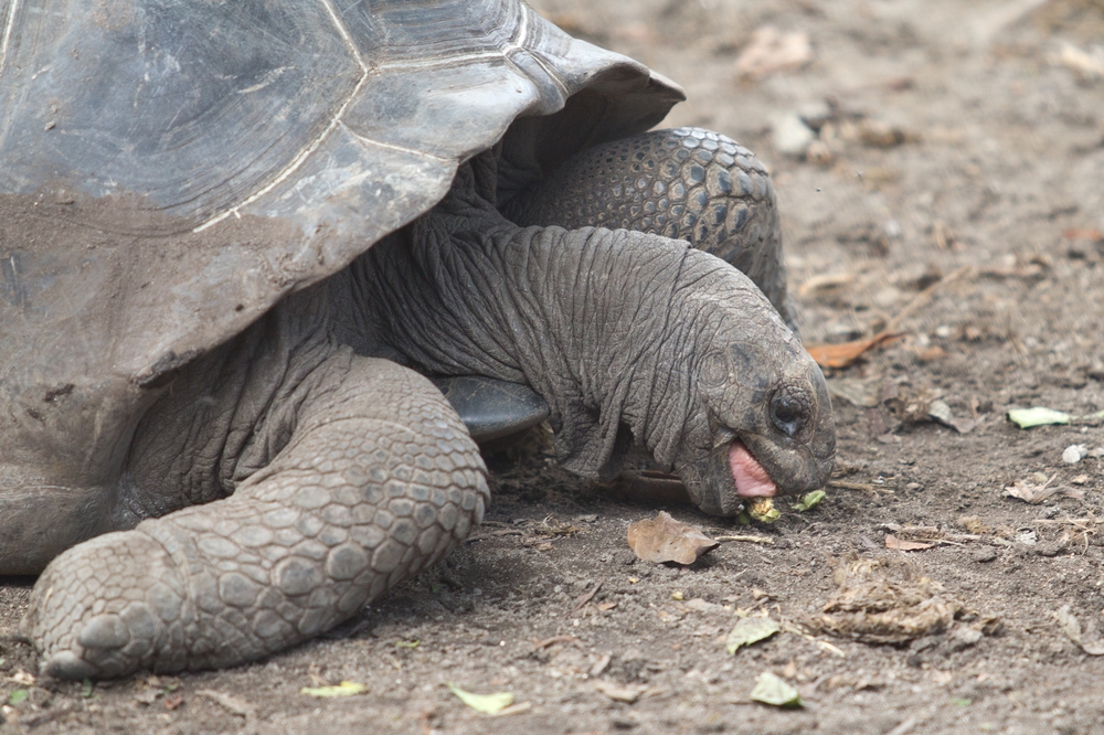 La_Digue_Seychellen_Anse_Source_dArgent_Grand_Anse_Turtles_Vanilla_LUnion_Estate_10