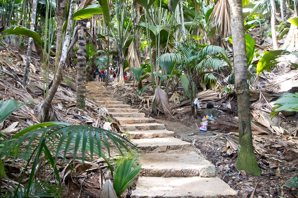 Seychellen_Praslin_Vallee-de-Mai_Coco-de-Mer_Black-Parrot_Cote-d-Or_07