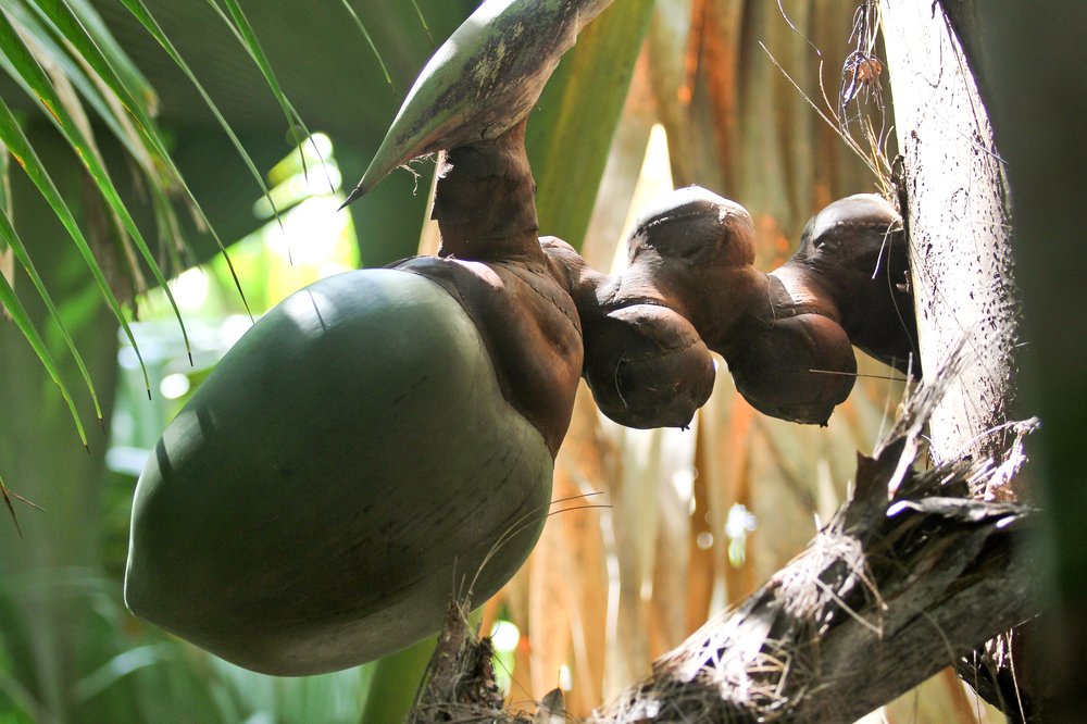 Seychellen_Praslin_Vallee-de-Mai_Coco-de-Mer_Black-Parrot_Cote-d-Or_09