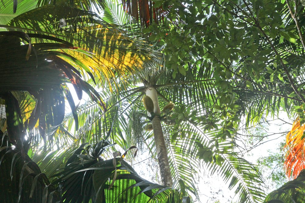 Seychellen_Praslin_Vallee-de-Mai_Coco-de-Mer_Black-Parrot_Cote-d-Or_11