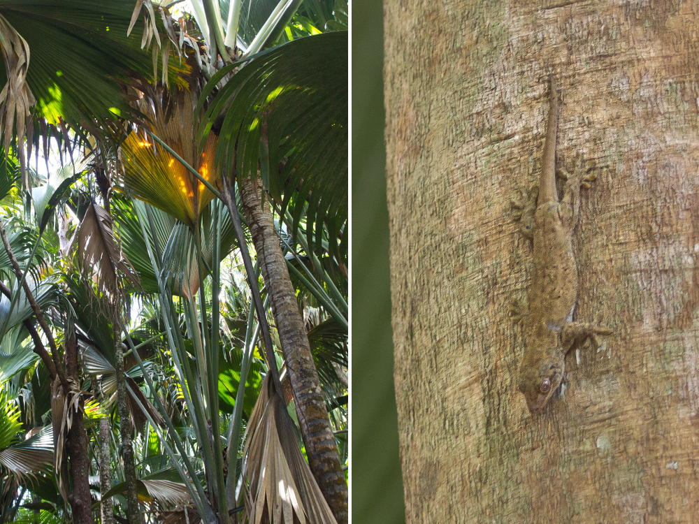 Seychellen_Praslin_Vallee-de-Mai_Coco-de-Mer_Black-Parrot_Cote-d-Or_16