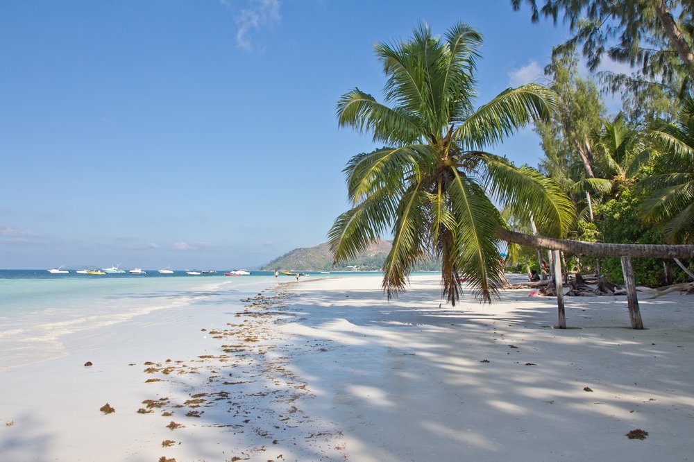 Seychellen_Praslin_Vallee-de-Mai_Coco-de-Mer_Black-Parrot_Cote-d-Or_17