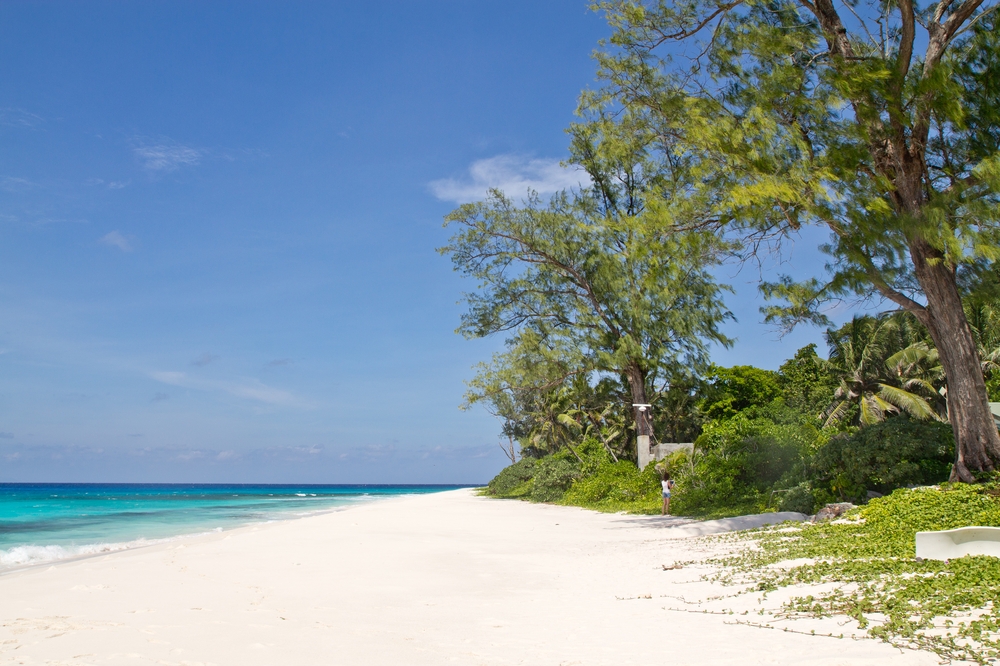 seychellen_aride_island_insel_vogel_naturschutz_strand_traumstrand_kreuzfahrt_silhouette_cruises_sea_bird_03