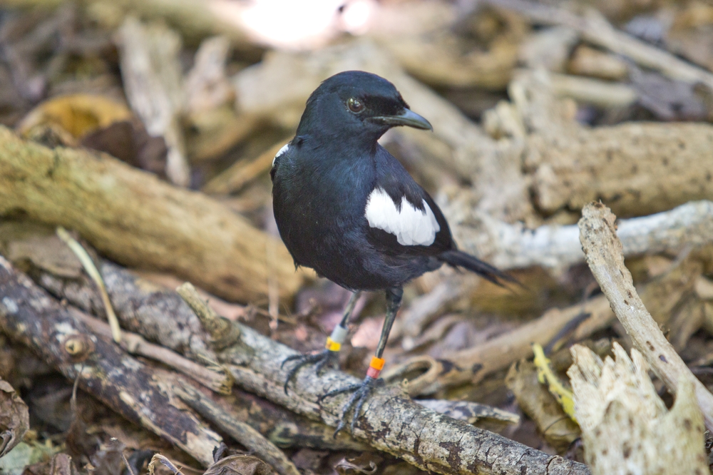 seychellen_aride_island_insel_vogel_naturschutz_strand_traumstrand_kreuzfahrt_silhouette_cruises_sea_bird_06