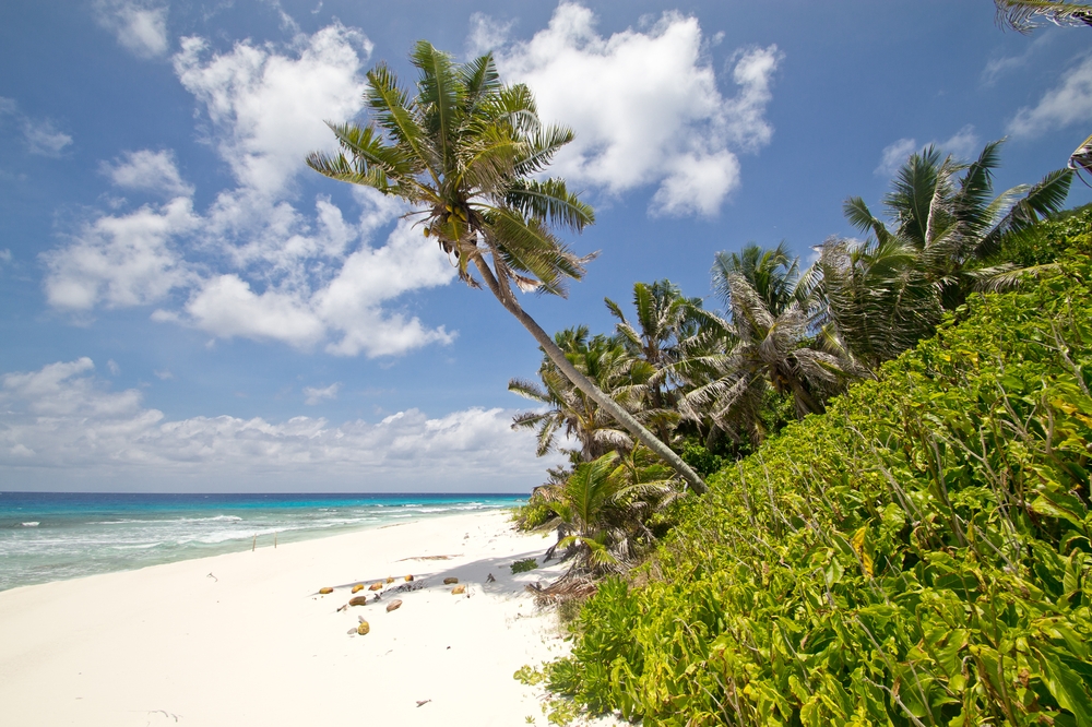 seychellen_aride_island_insel_vogel_naturschutz_strand_traumstrand_kreuzfahrt_silhouette_cruises_sea_bird_17