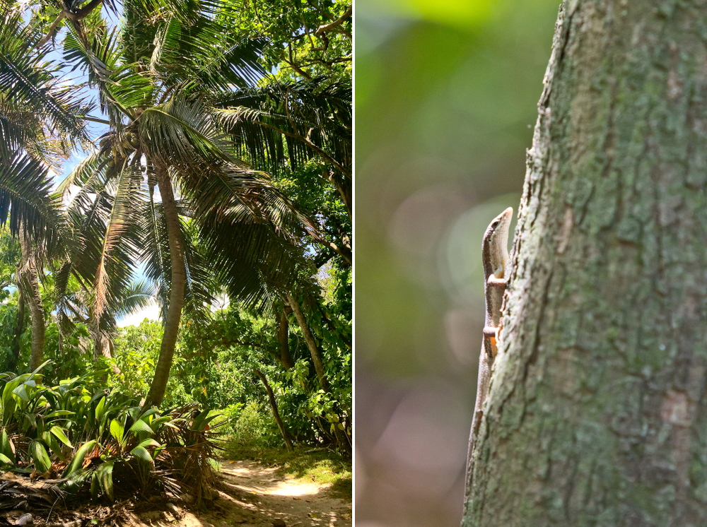 seychellen_aride_island_insel_vogel_naturschutz_strand_traumstrand_kreuzfahrt_silhouette_cruises_sea_bird_29