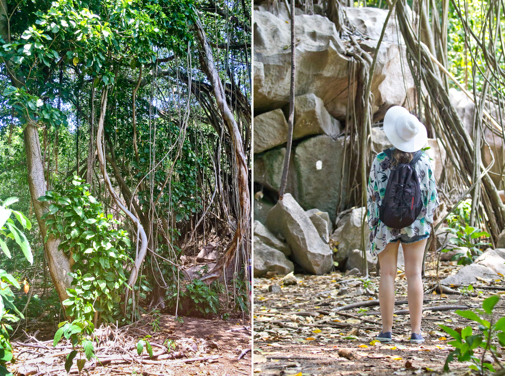 seychellen_aride_island_insel_vogel_naturschutz_strand_traumstrand_kreuzfahrt_silhouette_cruises_sea_bird_30
