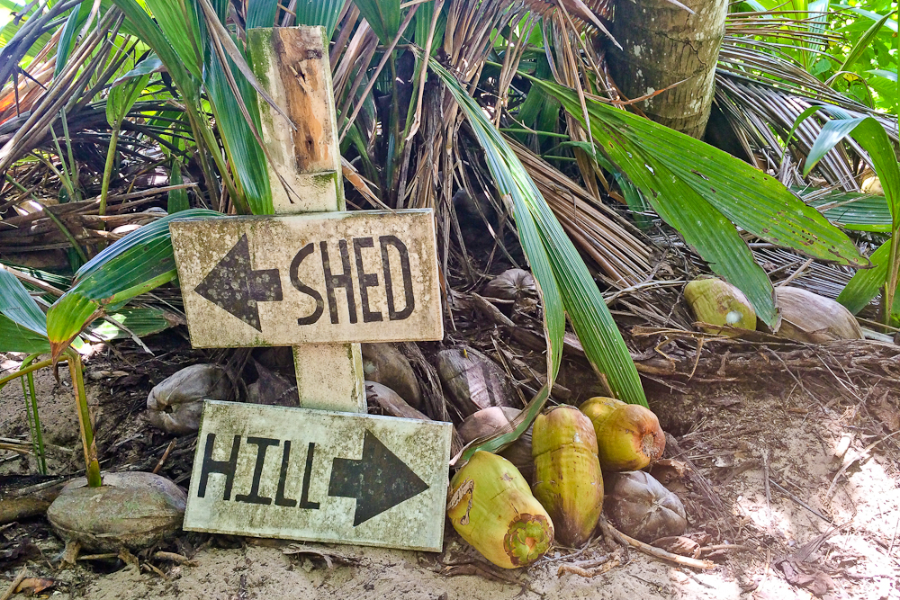 seychellen_aride_island_insel_vogel_naturschutz_strand_traumstrand_kreuzfahrt_silhouette_cruises_sea_bird_31