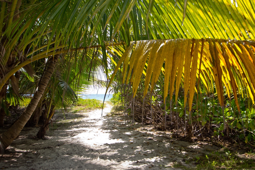 seychellen_coco_island_grande_soeur_sister_islands_schnorcheln_02