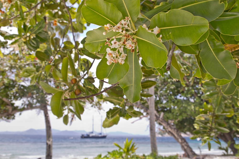 seychellen_coco_island_grande_soeur_sister_islands_schnorcheln_06