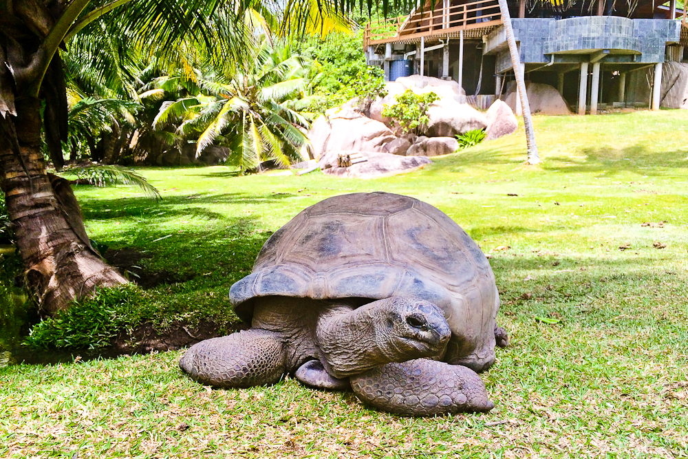 seychellen_coco_island_grande_soeur_sister_islands_schnorcheln_15