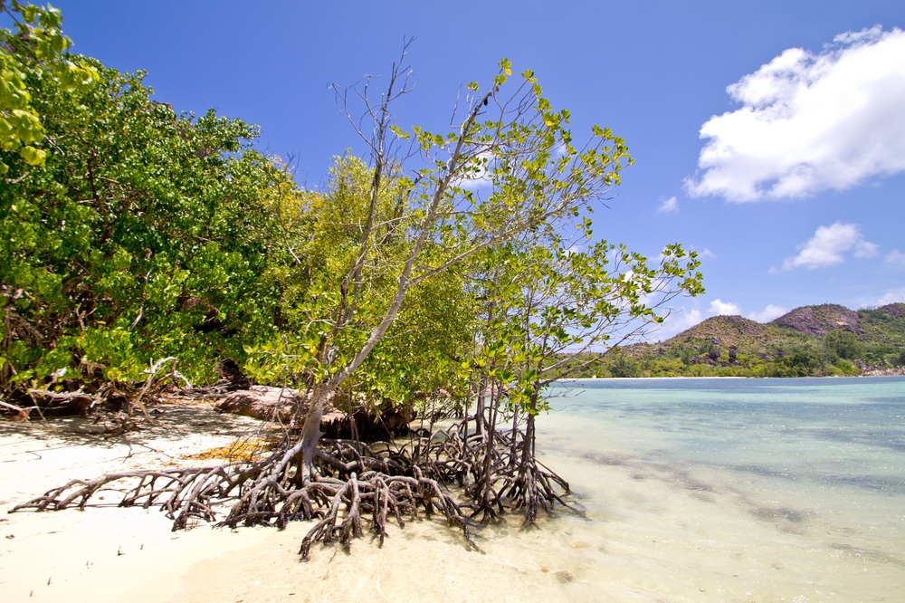 seychellen_curieuse_silhouette_cruises_sea_bird_schildkroeten_turtles_baie_laraie_anse_st_jose_12