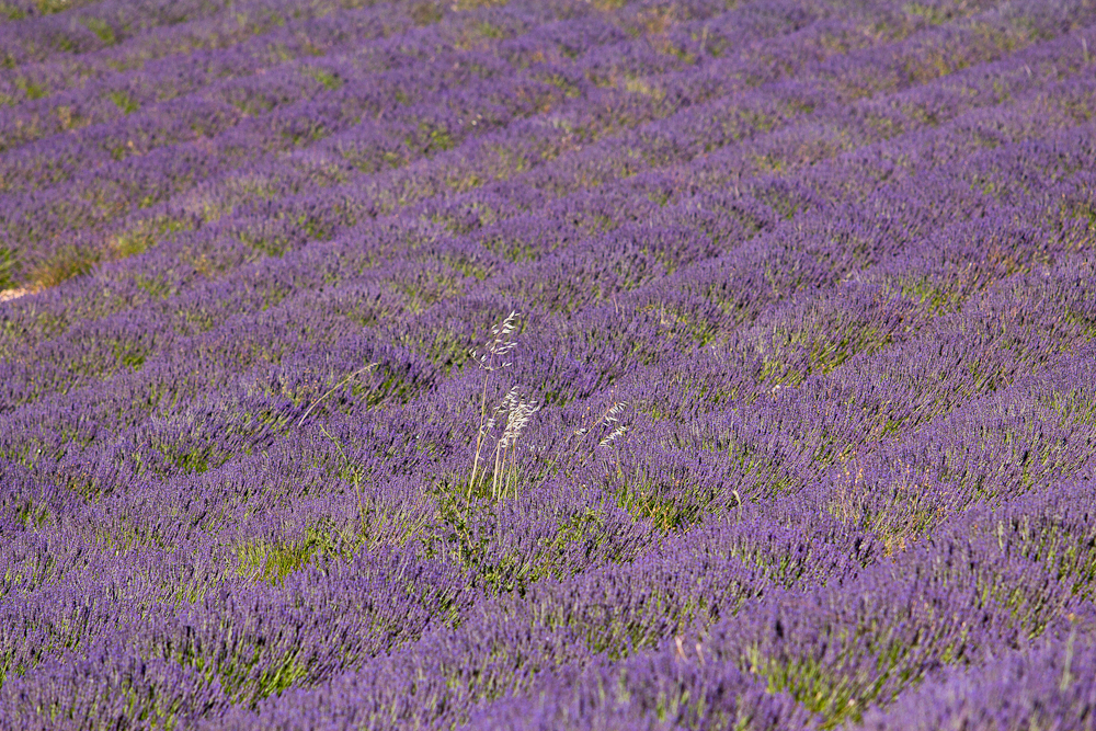lavendel_felder_outfit_blogger_09