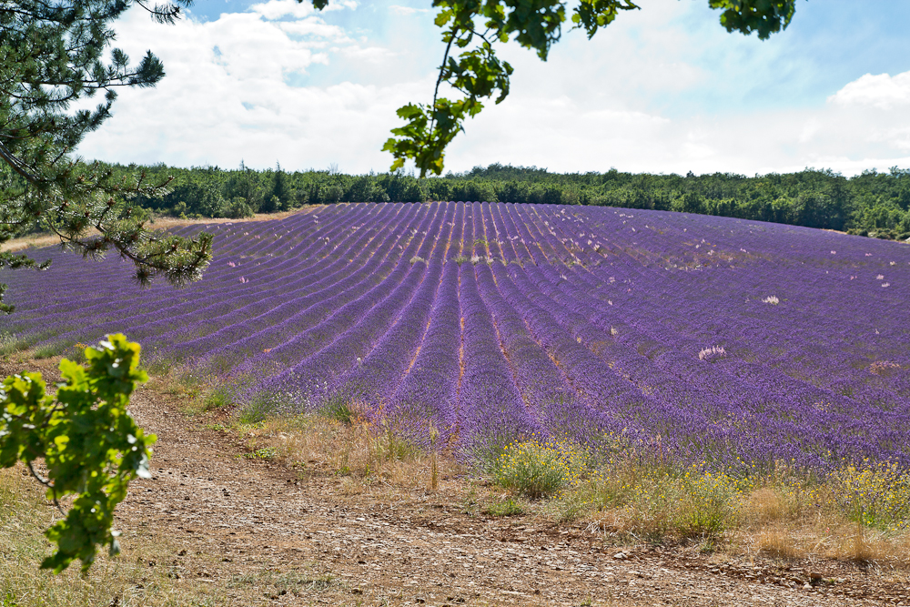 provence_lavendel_feld_gordes_abbaye_de_senanque_10