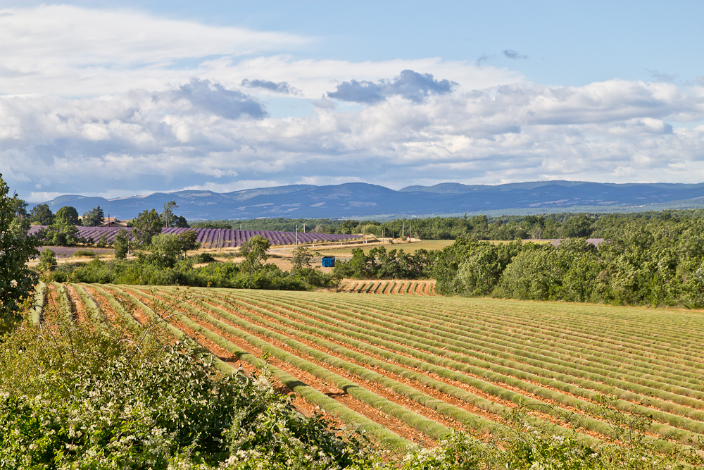 provence_lavendel_feld_gordes_abbaye_de_senanque_12