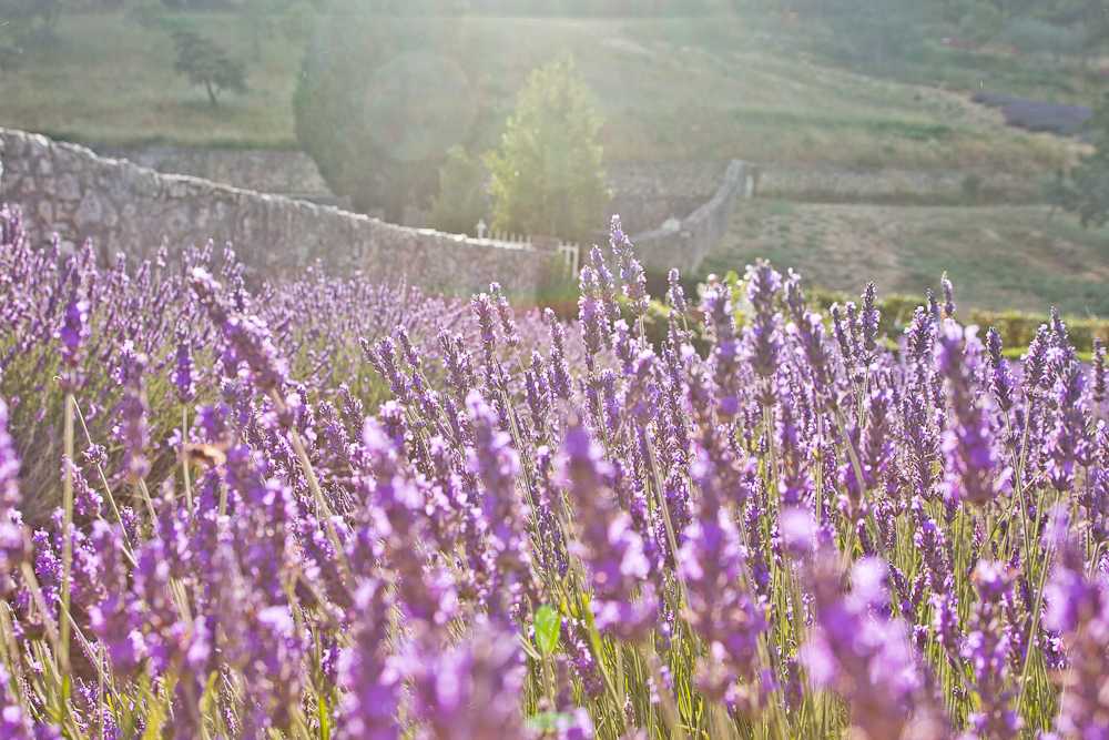 provence_lavendel_feld_gordes_abbaye_de_senanque_14