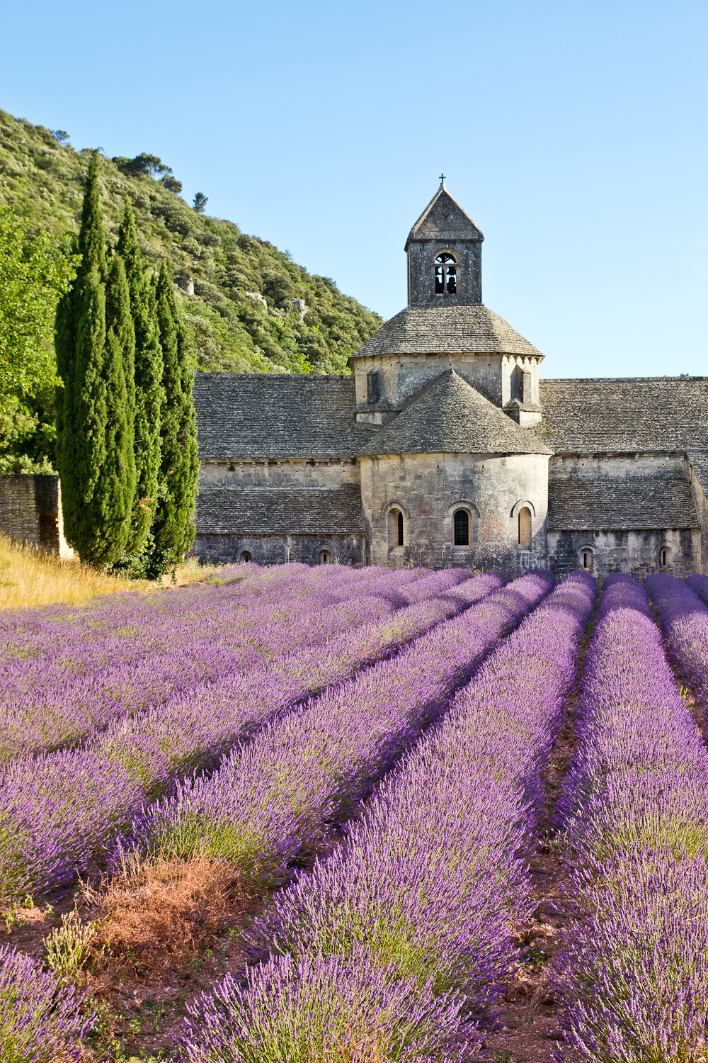 provence_lavendel_feld_gordes_abbaye_de_senanque_15