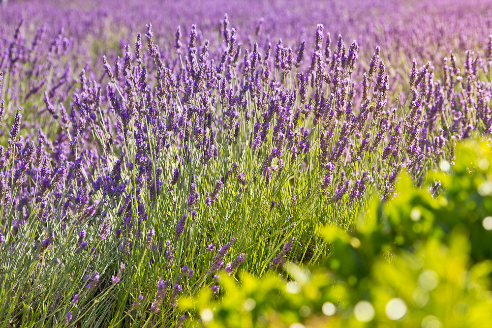 provence_lavendel_feld_gordes_abbaye_de_senanque_16