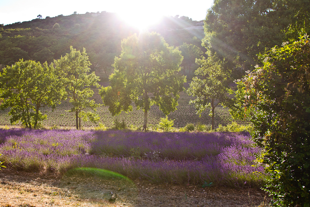 provence_lavendel_feld_gordes_abbaye_de_senanque_17